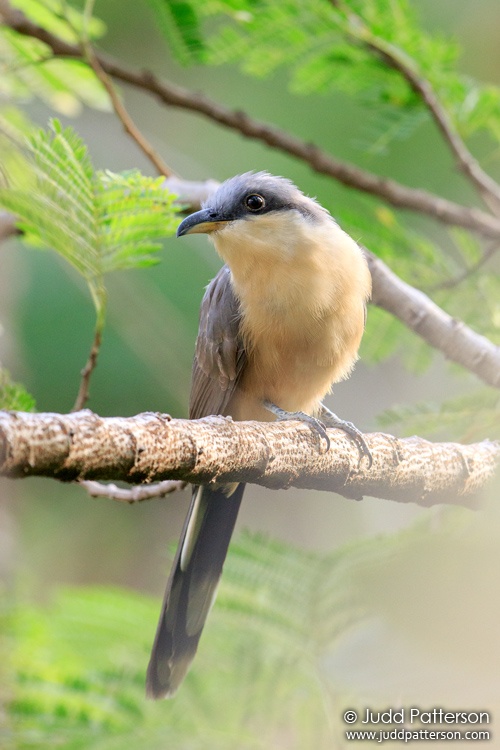 Mangrove Cuckoo, Saint Lucia